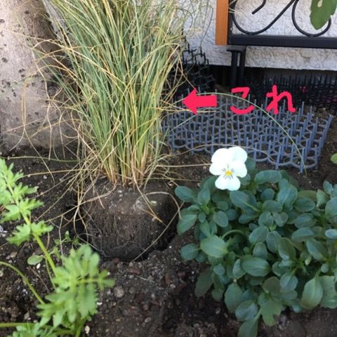 昨日のパンジー ビオラ 花いっぱい咲かせたい 楽天ブログ