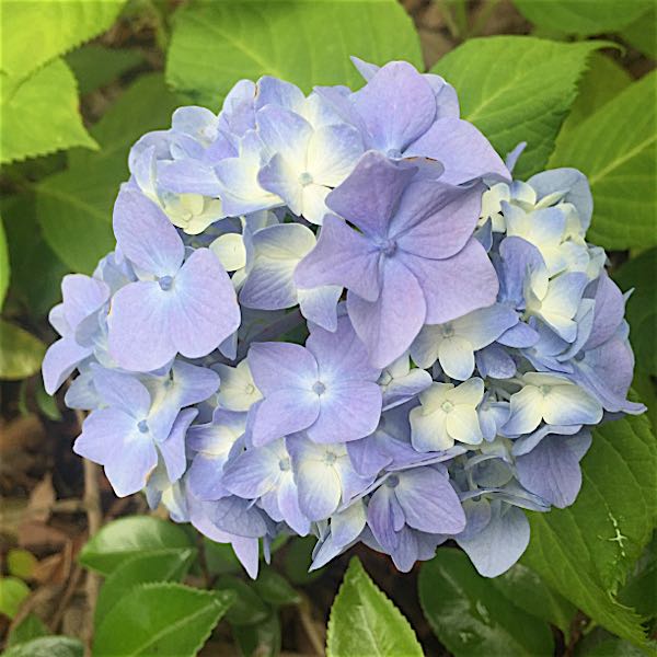 rblog-20160610005348-01.jpg