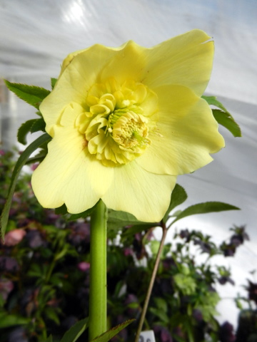 DSCN0715.JPG