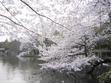 桜２０１２．２