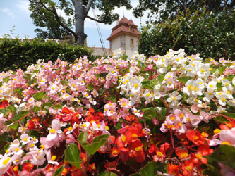 Flower113