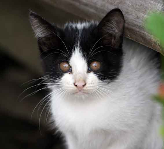 我が家のニャンコ♪2013/1/30-3