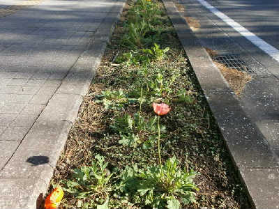 new_P1192905ポピー花壇.jpg