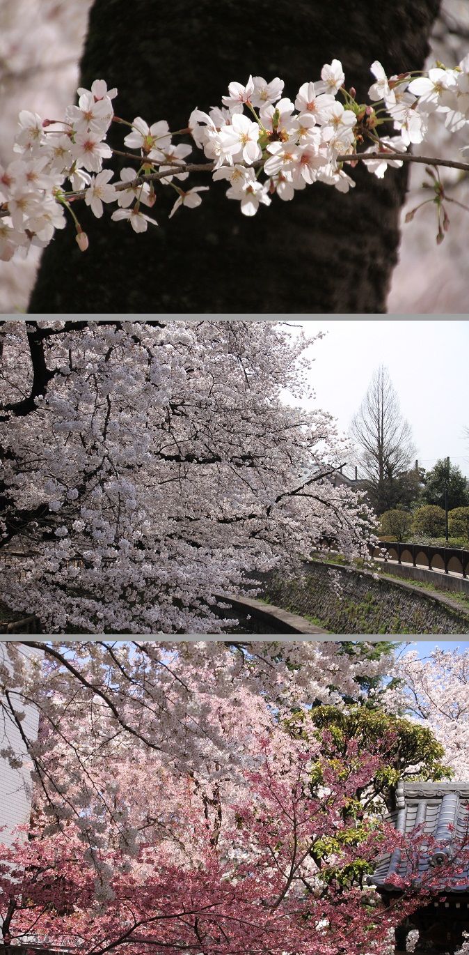 今年の花見