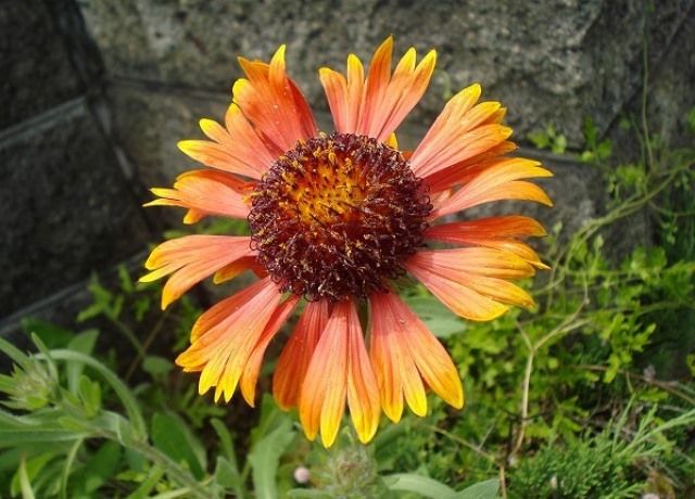 天人菊と大金鶏菊の花 花と蕎麦とリハビリと 楽天ブログ