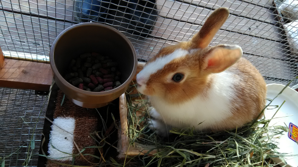ウサギの好物発見 風来の森いろいろ日記 楽天ブログ