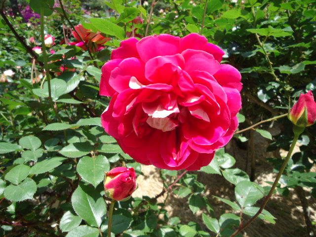 DSC01315.JPG