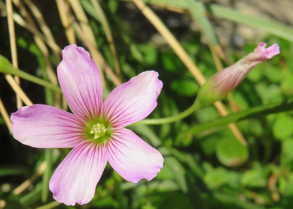 51ページ目の記事一覧 だい のひとりごと 楽天ブログ