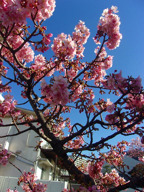桜　１.jpg