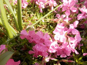 花　4.25　2014