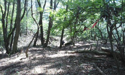 盛夏の登山道.jpg