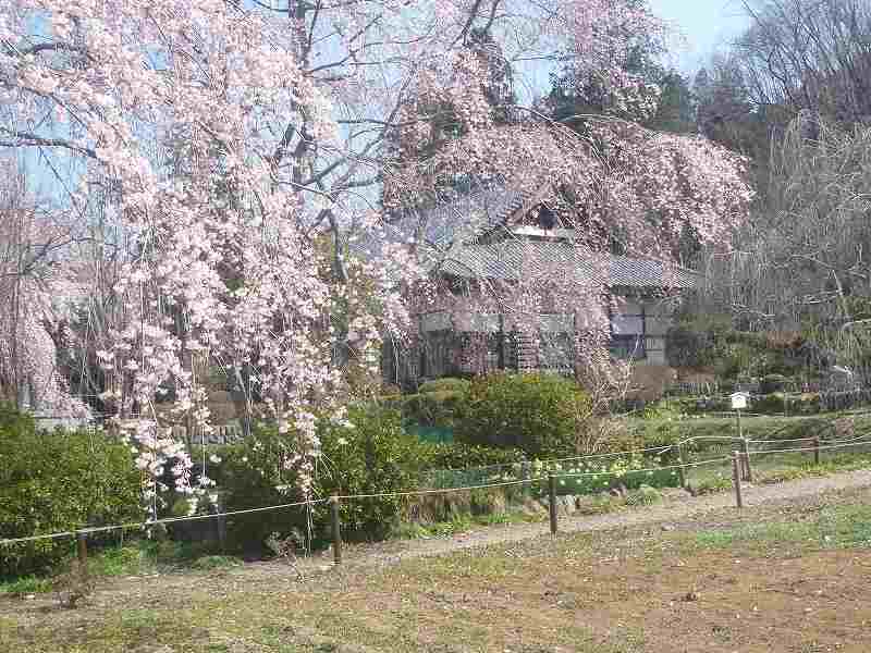 法善寺のしだれ桜。