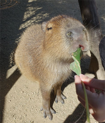 どうぶつ28.jpg