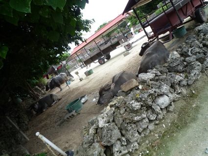 2012.05.30竹富島10.jpg