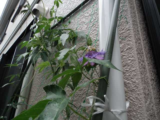 DSCF7627.JPG