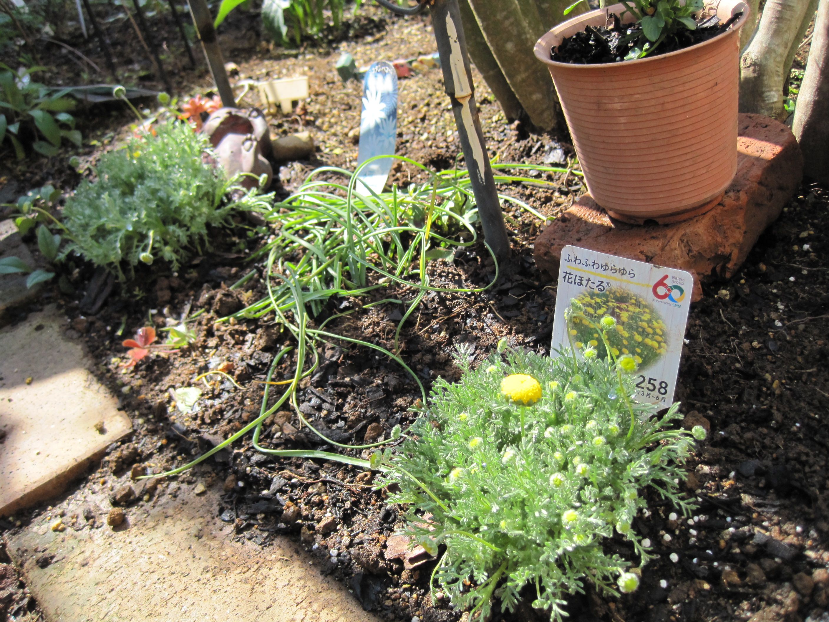 花ほたるの苗を植えた W たねをまく日々 楽天ブログ