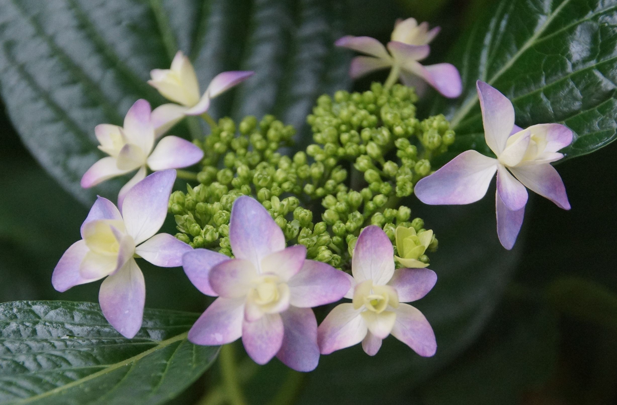 お庭のガクアジサイの花 等 アウトドア親爺の徒然日記 楽天ブログ