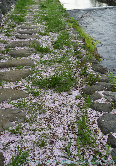 20160409_1657CherryBlossom_07