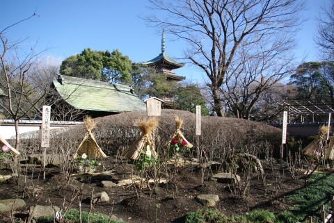 上野東照宮ぼたん苑