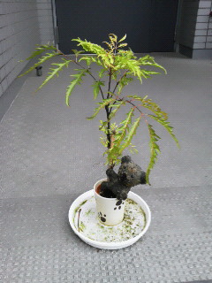 201209210606001.jpg