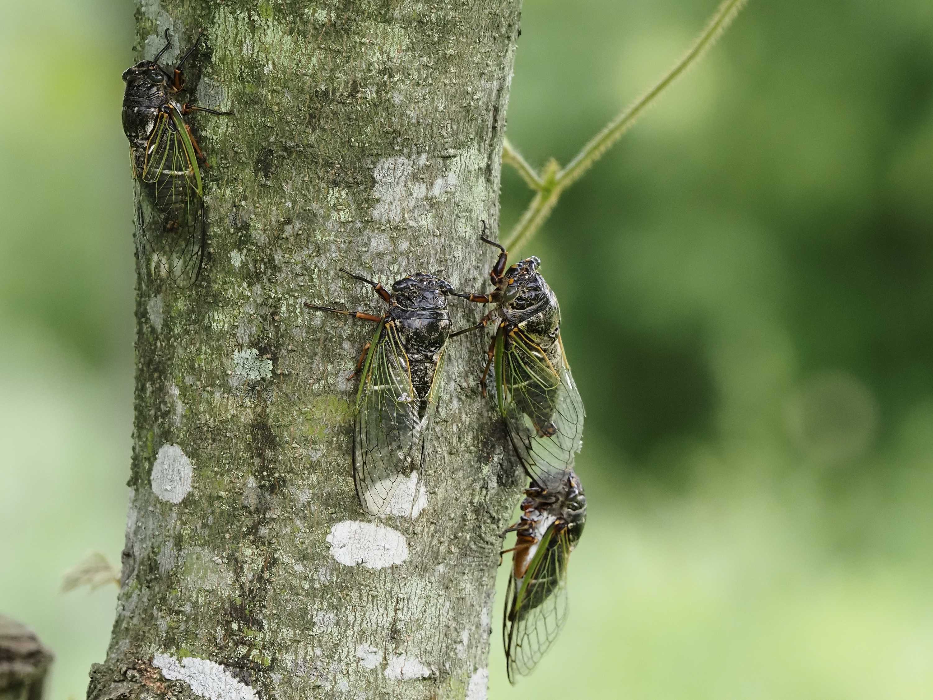 カメムシ目３種 花鳥風枝 楽天ブログ