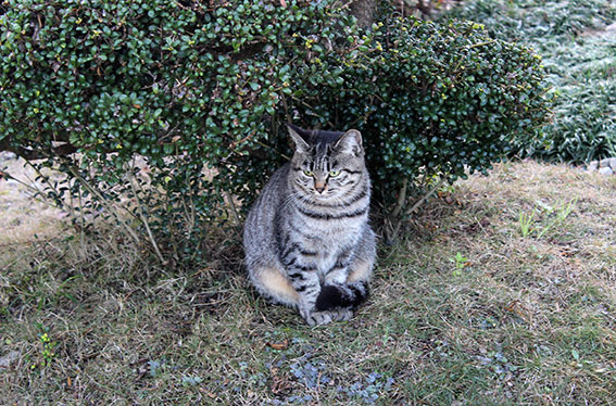 我が家のニャンコ♪2014/12/06-1