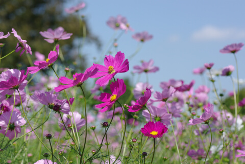 花の丘のコスモス