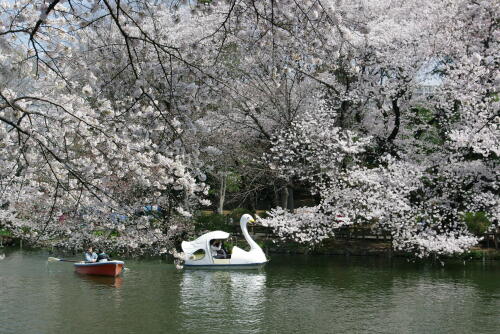 井の頭恩賜公園の桜