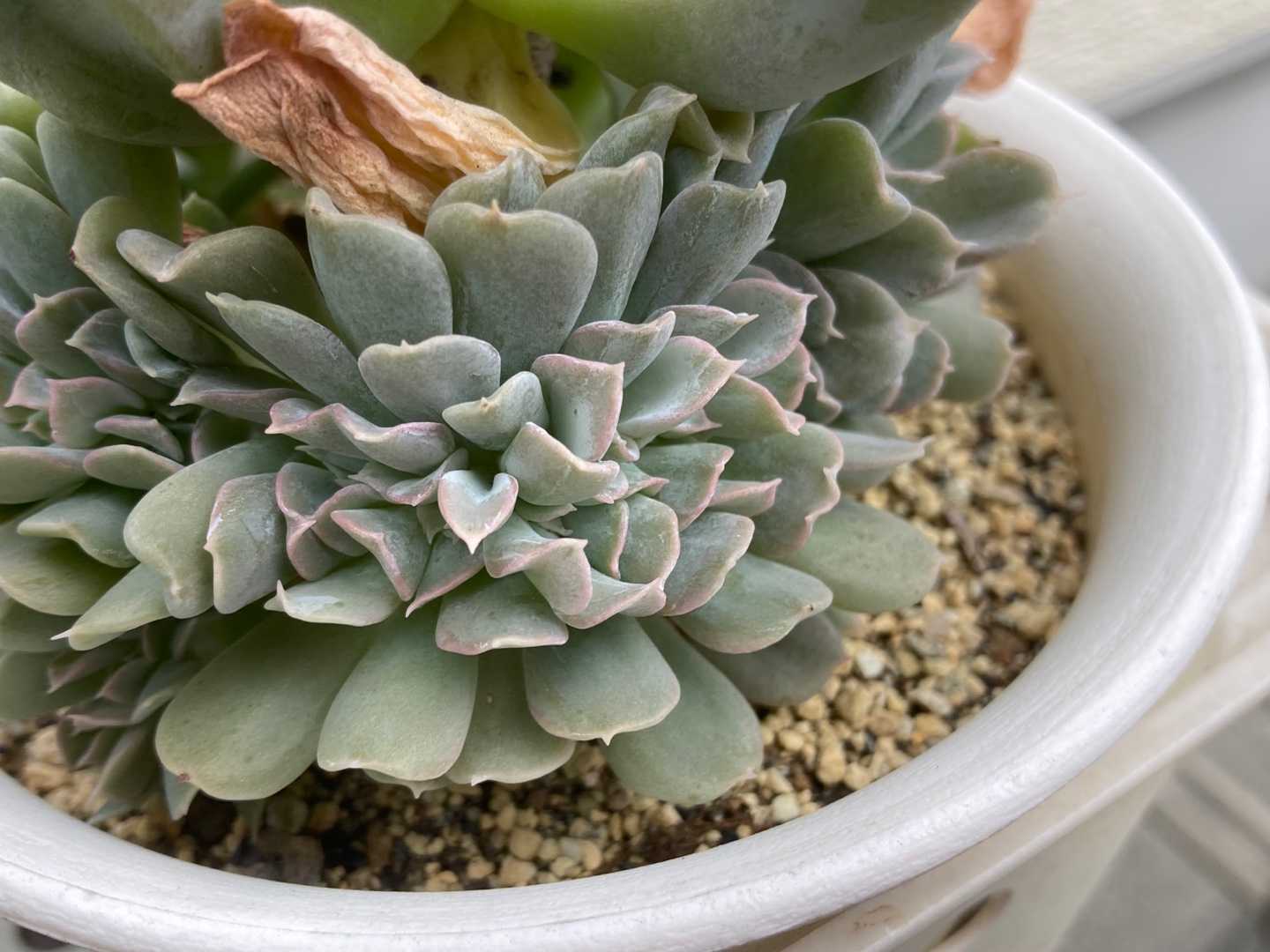 多肉植物 りんすいのブログ 楽天ブログ