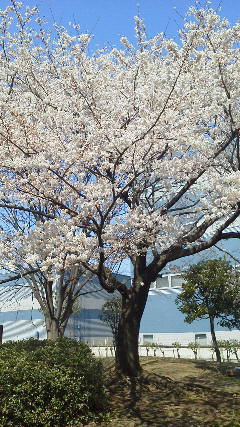 さがみ野の桜１０
