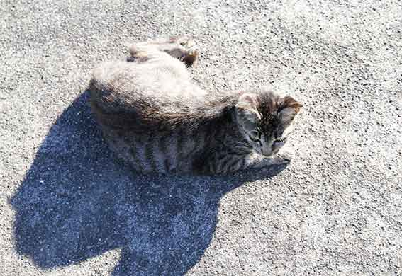 我が家のニャンコ♪2015/8/28-3