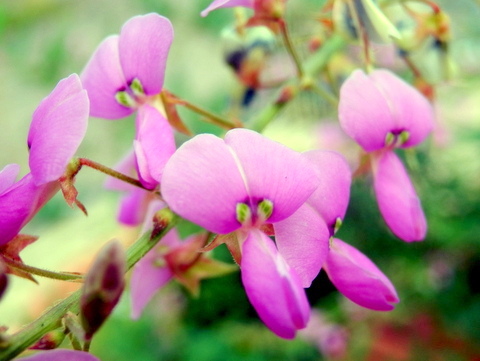 アレチヌスビトハギの花