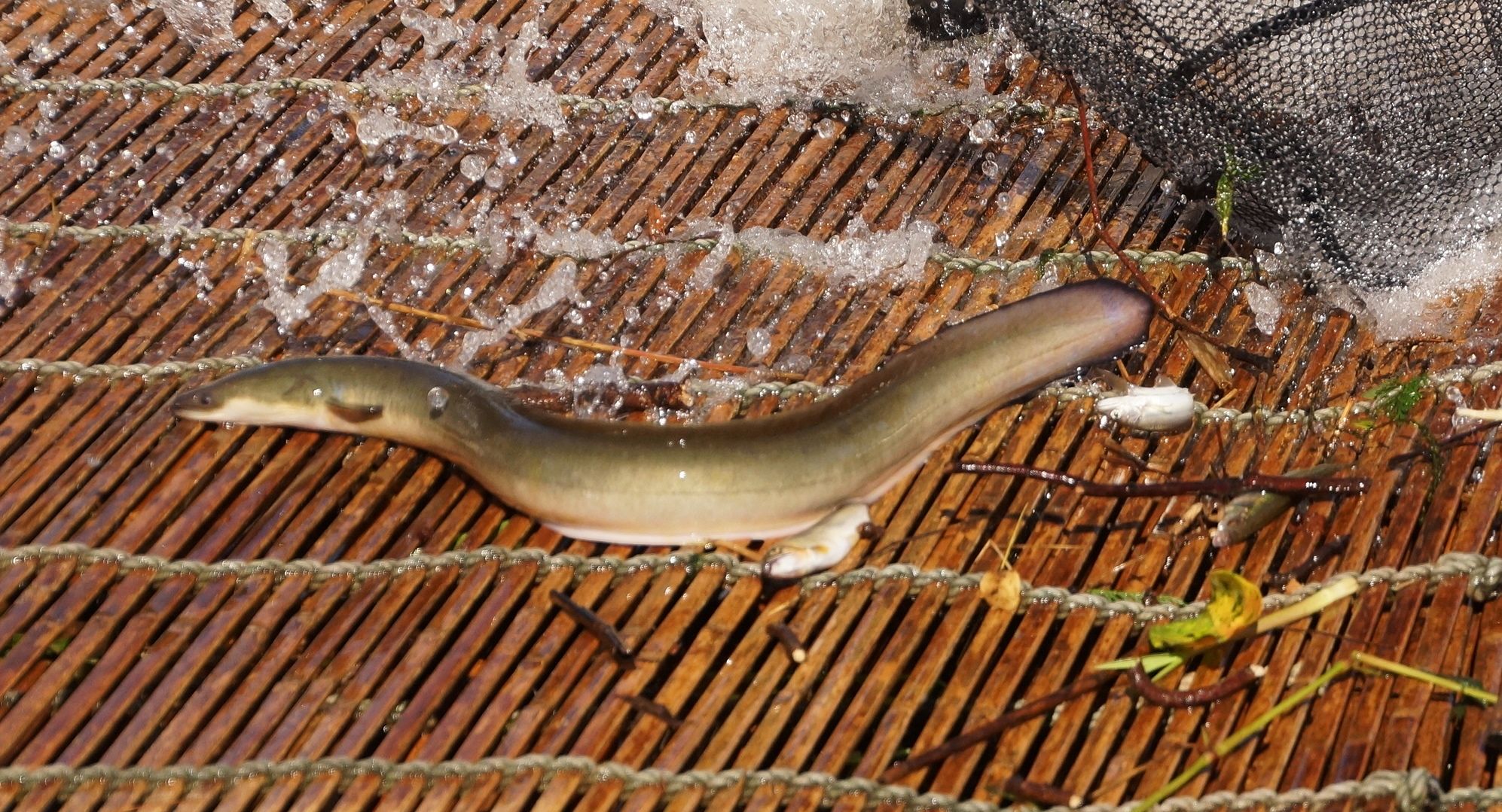 25ページ目の 旅行 アウトドア親爺の徒然日記 楽天ブログ