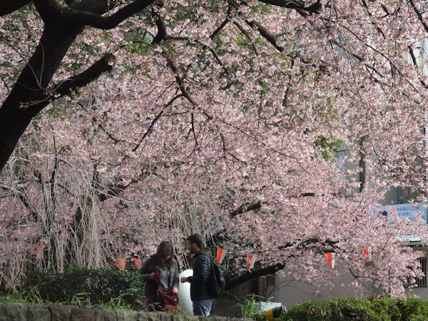 大寒桜と緋寒桜 At 上野公園 年3月9日現在 時空の旅わくわく日記 楽天ブログ