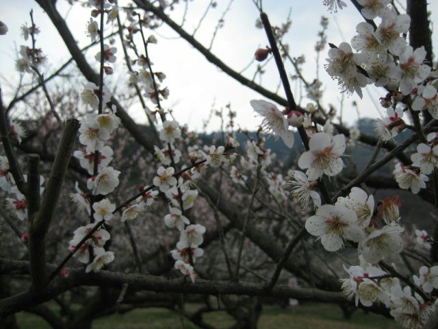 IMG_7833.JPG