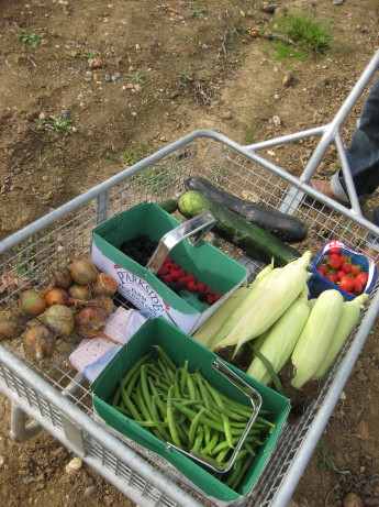 野菜