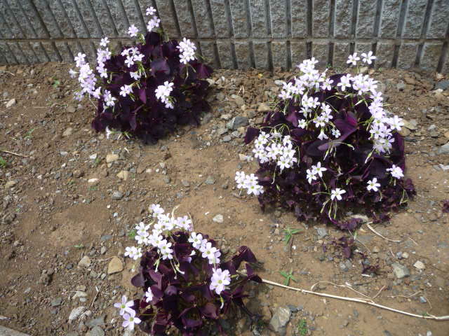 221 オキザリス