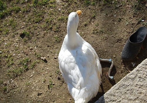 DSC_0068.JPG