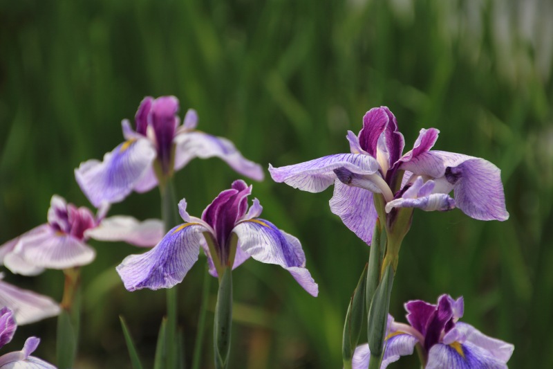 花菖蒲色々_05.jpg
