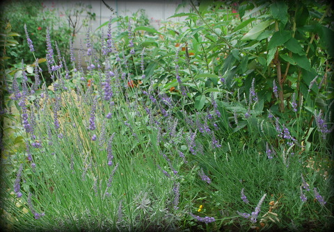 DSC_0023.JPG