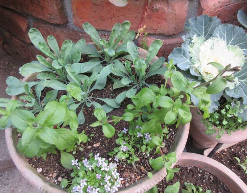 最も共有された 育て方 シレネ ピンク パンサー