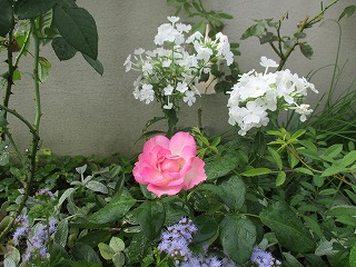 IMG_0061ss.jpg