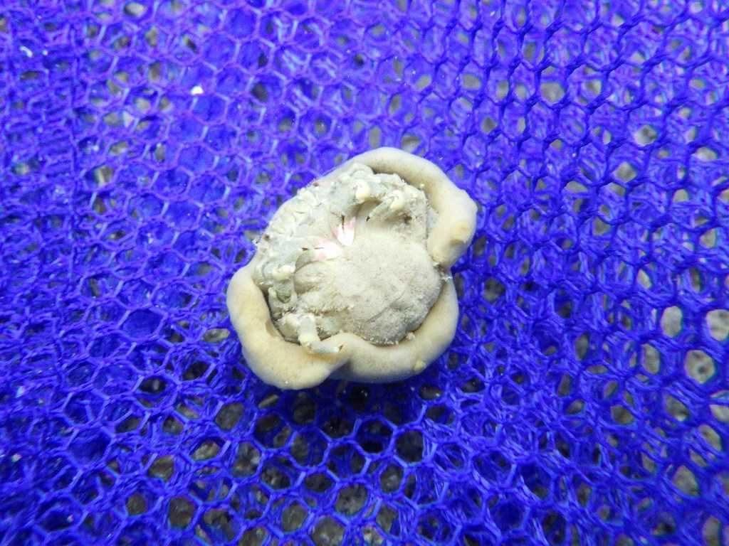 串本磯採集2023年7月上旬54　イソカイカムリ属の一種（Cryptodromia sp.）