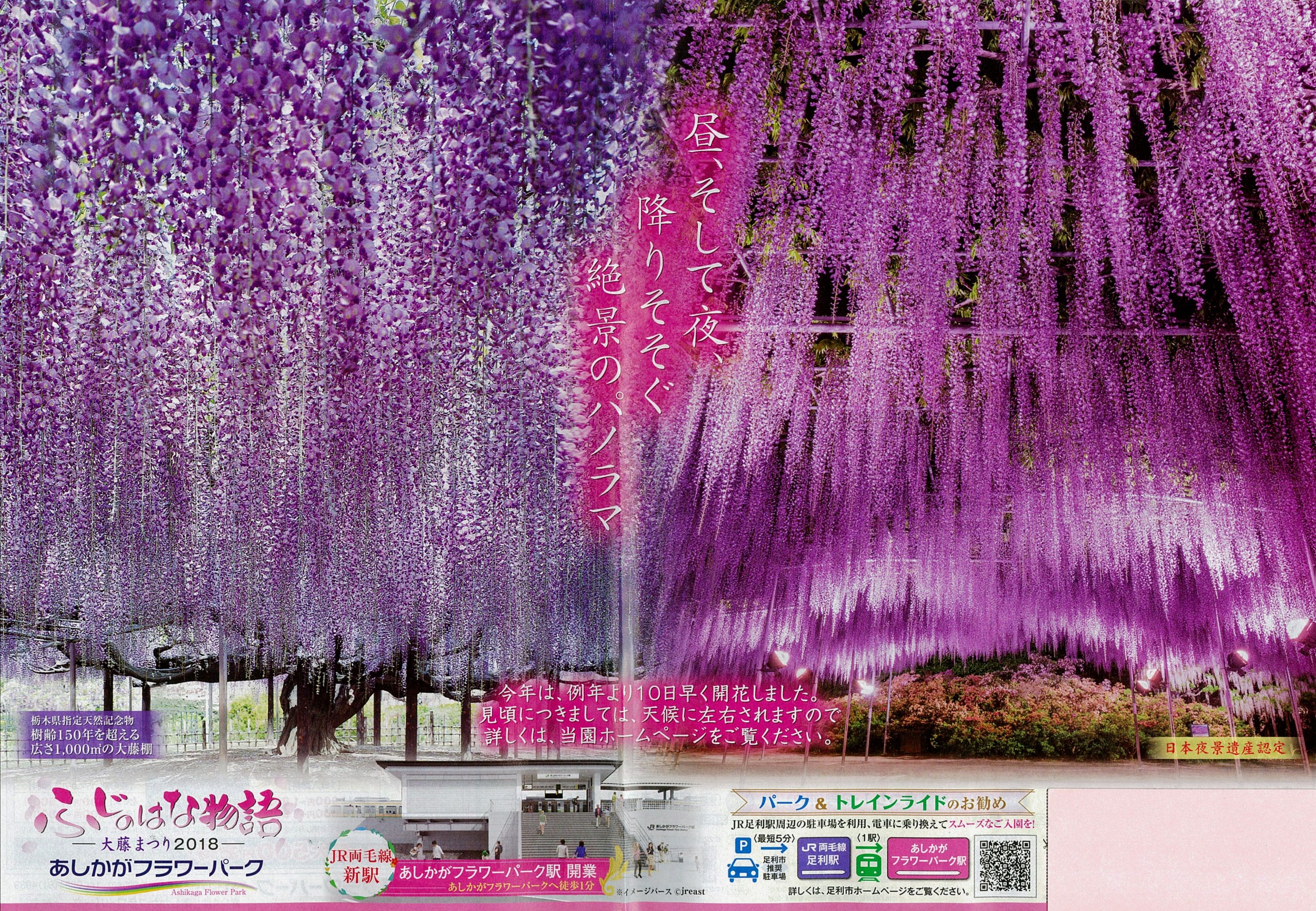 4 16 あしかがフラワーパークの大藤がまもなく見頃 今週後半からは見逃せない 世界一美しい藤 赤城山の温泉旅館 赤城温泉花の宿湯之沢館 赤城温泉花の宿湯之沢館のブログ 楽天ブログ