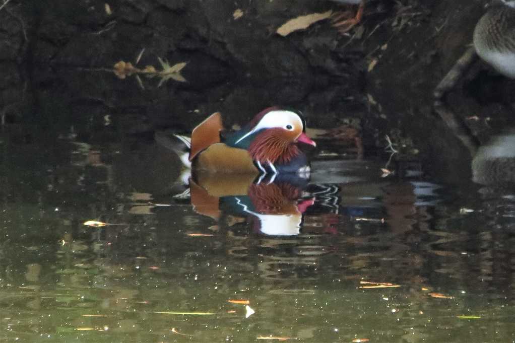 515