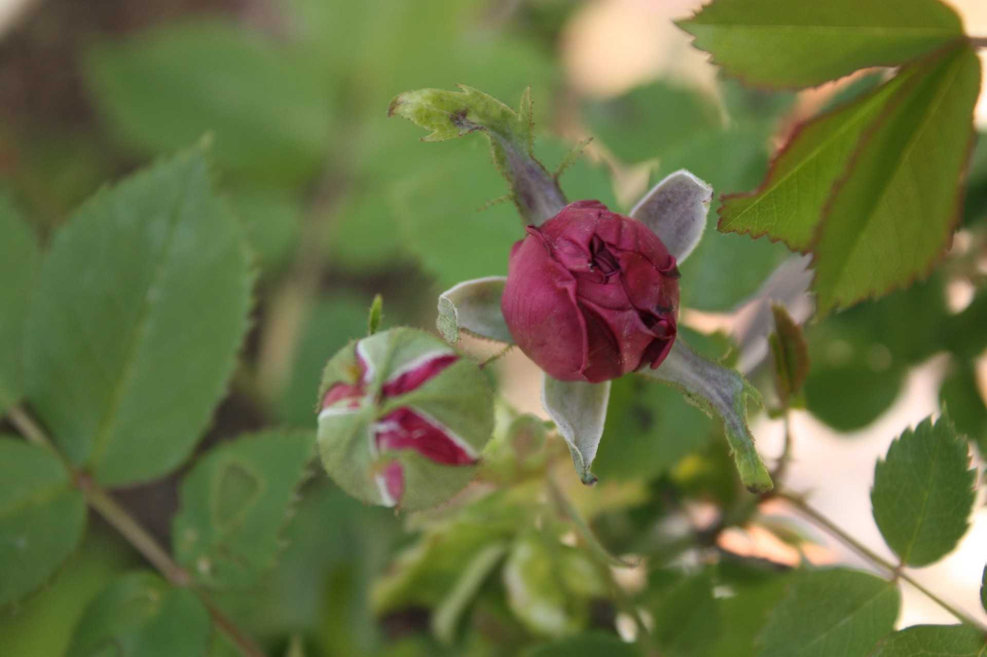 バラの蕾と実生バラ Sub Rosa 秘密の薔薇の庭 楽天ブログ