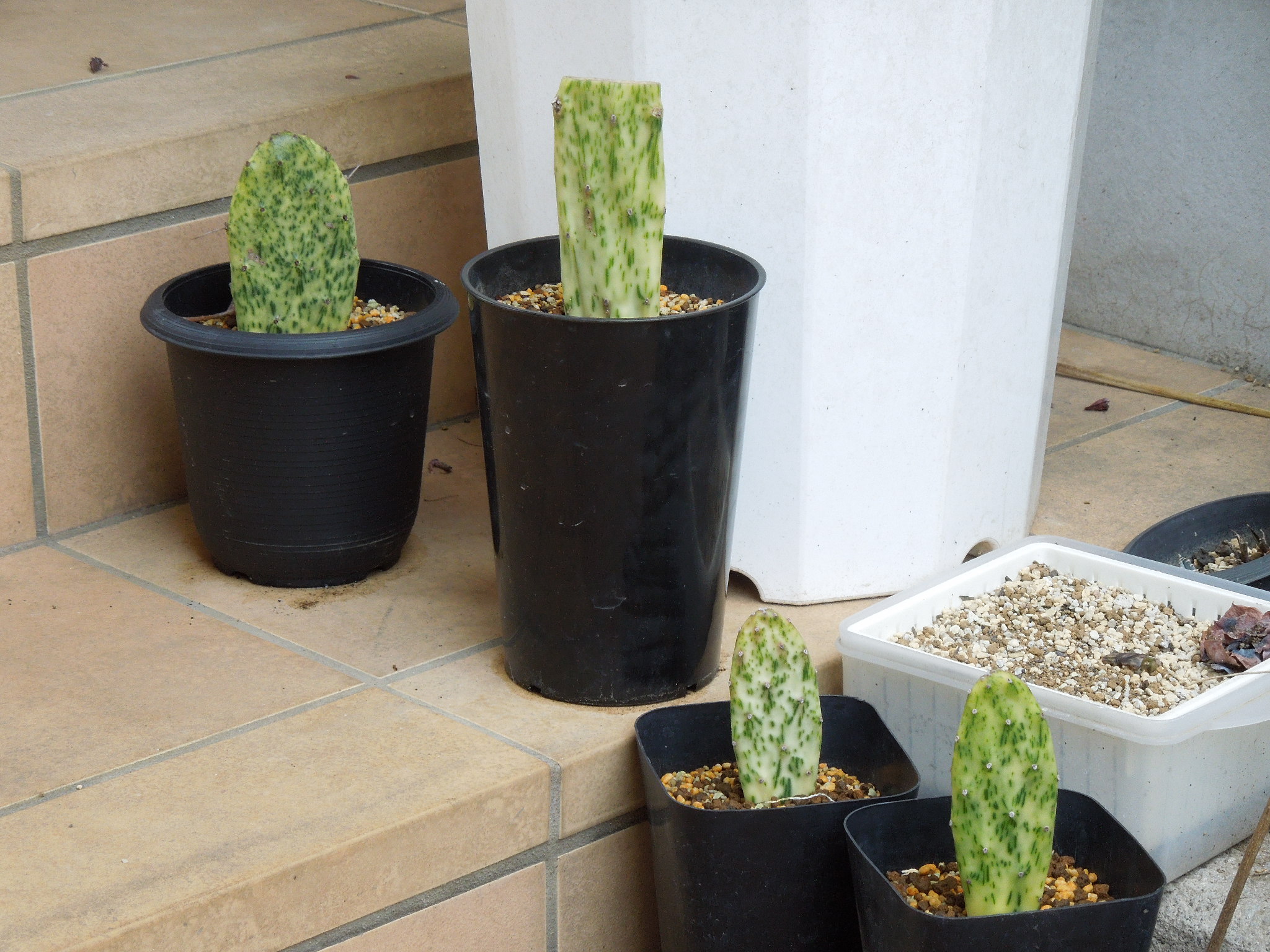 Opuntia vulgaris variegata rainbow & 接木 | 気ままなガレージ