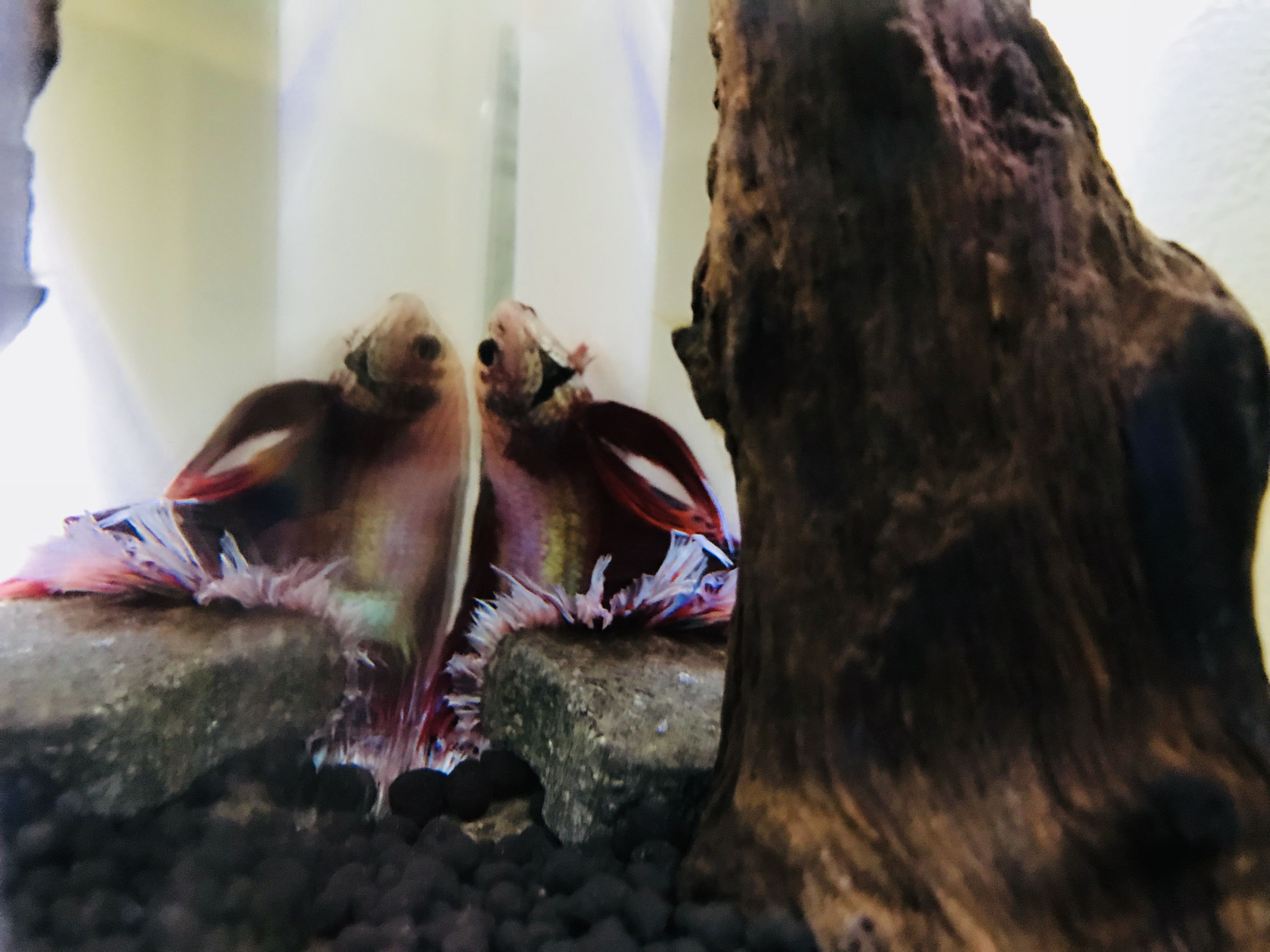 チェリーバルブ と 貝が繁殖した元ベタ水槽 Maria S Home 楽天ブログ