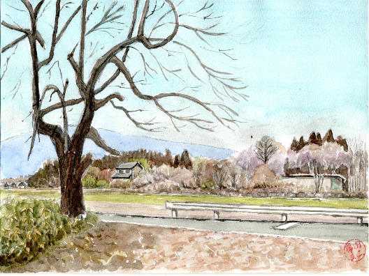 散歩道 唐杉 の風景をスケッチしました わたしのブログ By ふーさん2618 楽天ブログ