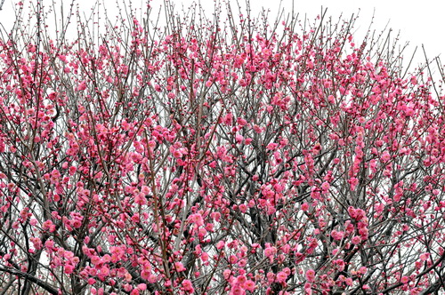 koshigaya_ume06.jpg